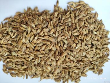 Продам спельту (разновидность древней пшеницы)- 100т.