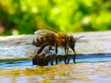 Продам пчелопакеты и пчелосемьи 