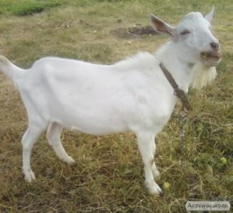  Англонубийские %+Зааненские коза, цап ,козлики от 2 до 7 мес.выбор 