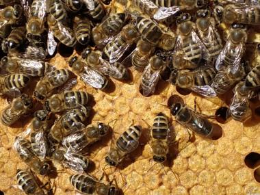 Бджоломатки, пчеломатки, матки карпатка