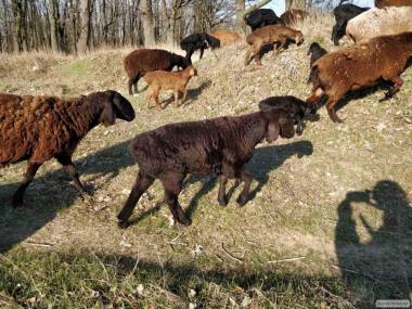 Гиссарских  овец,барашков (ягнят)