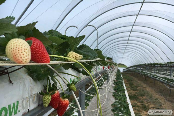 Пленочные туннели для выращивания ягод клубники, малины, голубики