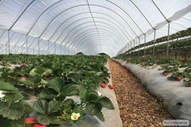 Плівкові тунелі для вирощування ягід полуниці, малини, чорниці