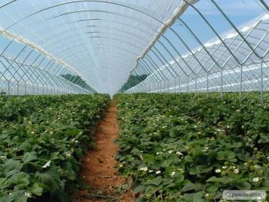 Плівкові тунелі для вирощування ягід полуниці, малини, чорниці
