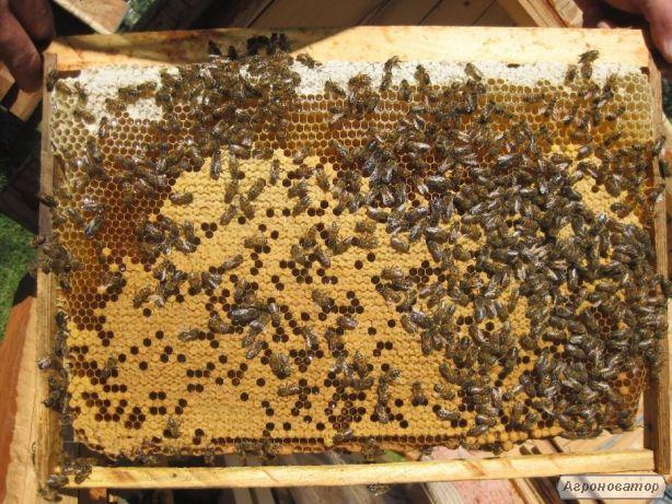Продаж бджолопакетів з власної пасіки 2020