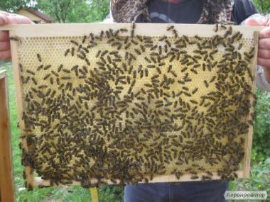 Продаж бджолопакетів з власної пасіки 2020