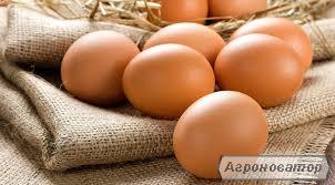 Продам яйця інкубаційні мясо-яєчного напрямку