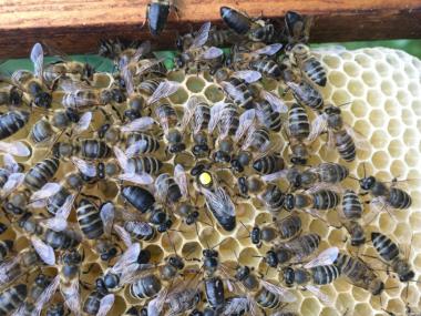ПЛОДНЫЕ ПЧЕЛОМАТКИ КАРНИКА, КАРПАТКА 2021 года ( Пчелиные матки)