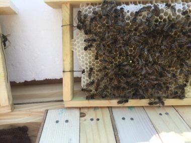 ПЛОДНЫЕ ПЧЕЛОМАТКИ КАРНИКА, КАРПАТКА 2021 года ( Пчелиные матки)