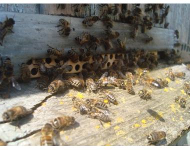 Продам пчелосемьи и бджолопакети