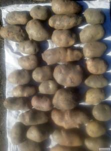Продаю более 60 сортов посадочного картофеля. Также есть съедобная.
