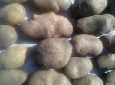 Продаю более 60 сортов посадочного картофеля. Также есть съедобная.