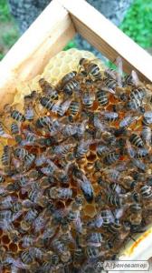 Продам матки, пчеломатки, бджоломатки Карпатах