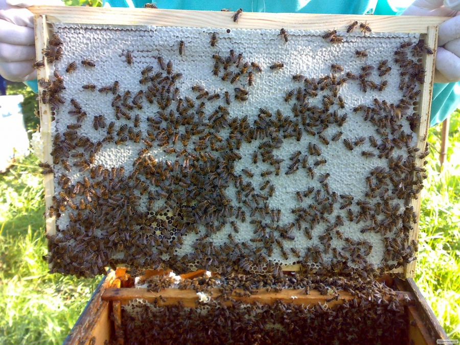 Бджолопакети 