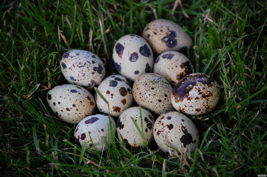 Перепелиные инкубационные яйца