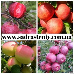 Продажа элитных сортов яблони, груши, нектарина, сливы, черешни, вишни