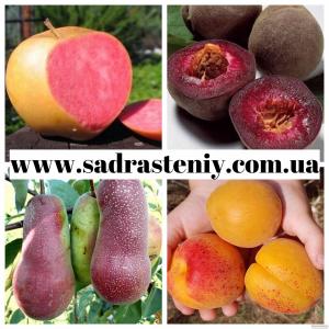 Продажа элитных сортов яблони, груши, нектарина, сливы, черешни, вишни
