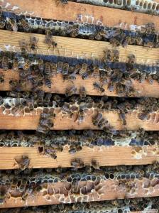 Продаются пчелосемьи,пчелопакеты,матки Карпатской породы