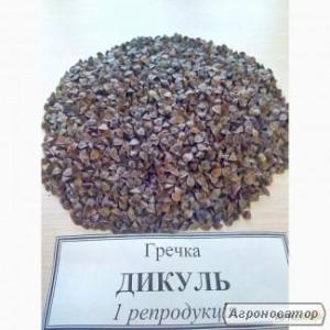 Семена гречихи Дикуль,  Девятка, Украинка.