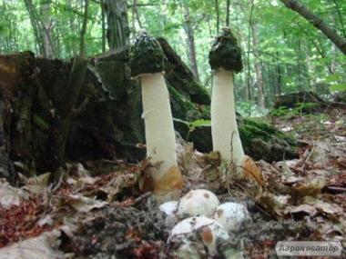 лечебные грибы веселка и чага 100% качество 