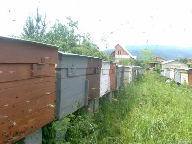 Пчелопакеты, бджолопакети