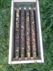 Пчелопакеты, бджолопакети