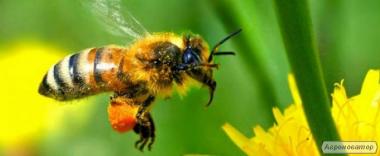 Продам бджолопакети 4 рр. кінець квітня, ціна договірна