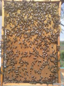 Продам бджолопакети 4 рр. кінець квітня, ціна договірна