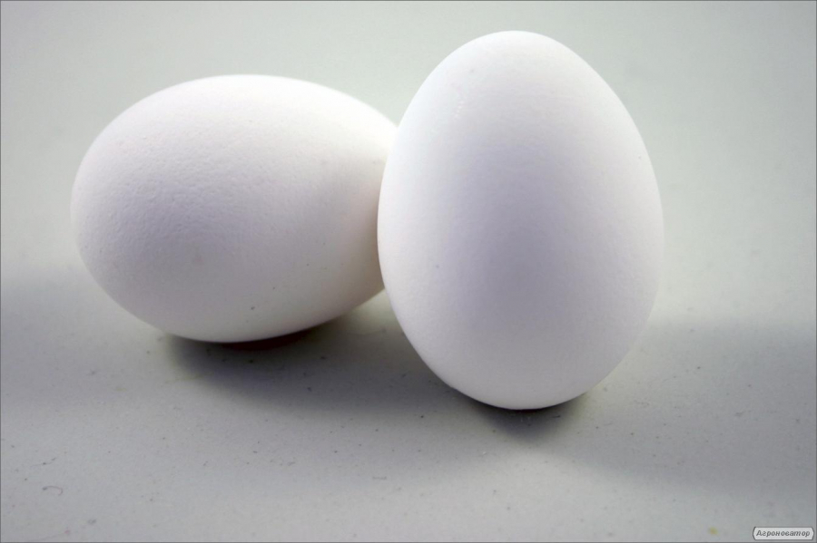 Продам яйцо инкубационное Loman Wite от маточного поголовья с Германии