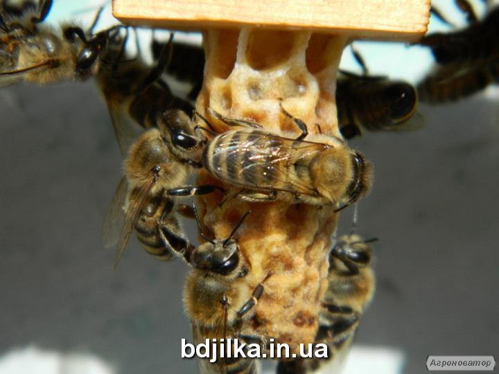 Пчеломатки карпатской породы - Вучковский тип в 2021 году