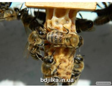 Пчеломатки карпатской породы - Вучковский тип в 2022 году