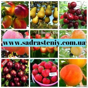 Продажа плодовых деревьев и кустарников элитных сортов 