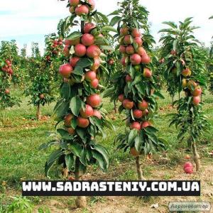 Продажа плодовых деревьев и кустарников элитных сортов 