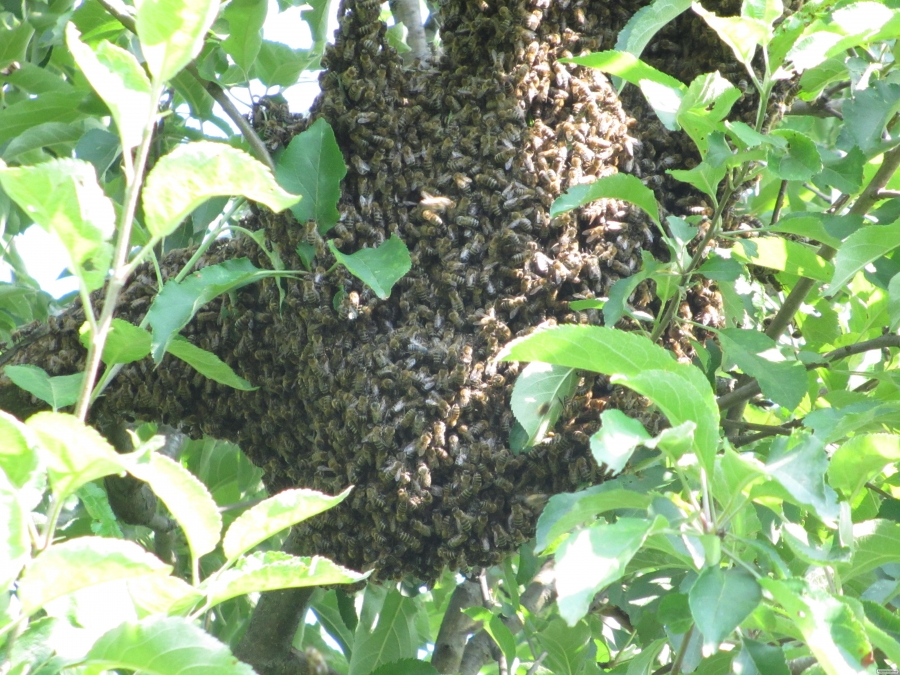 Пчелопакеты и пчелосемьи продам