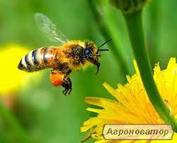 Продам бджоли, бджолосім'ї, відводки