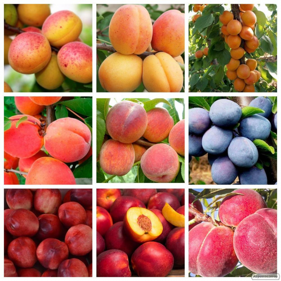 Саженцы груши,черешни,абрикоса,яблоня,розы,хурма высокое качество.