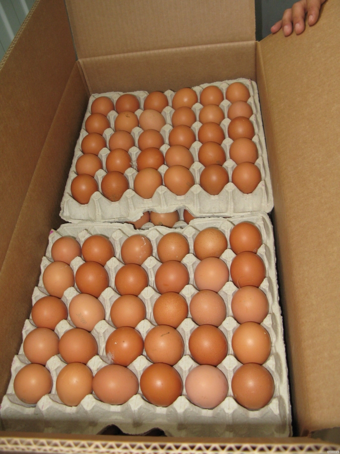 Продам яйце куряче. Продам яйцо куриное на экспорт, коричневое.