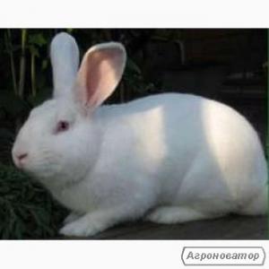 Кролики породи Термонська Біла