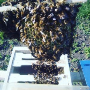 Плідні мічені матки української степової бджоли.