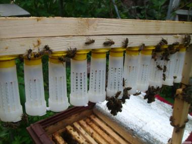  Ранние пчелопакеты.  пчелосемьи,  матки.  Весна 2022 