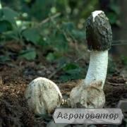 Продам настойку гриба Веселки з карпатських лісів