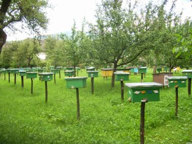 Бджоломатки (пчеломатки) Карпатка типу Синевир 2022
