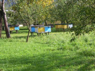 Бджоломатки (пчеломатки) Карпатка типу Синевир 2022