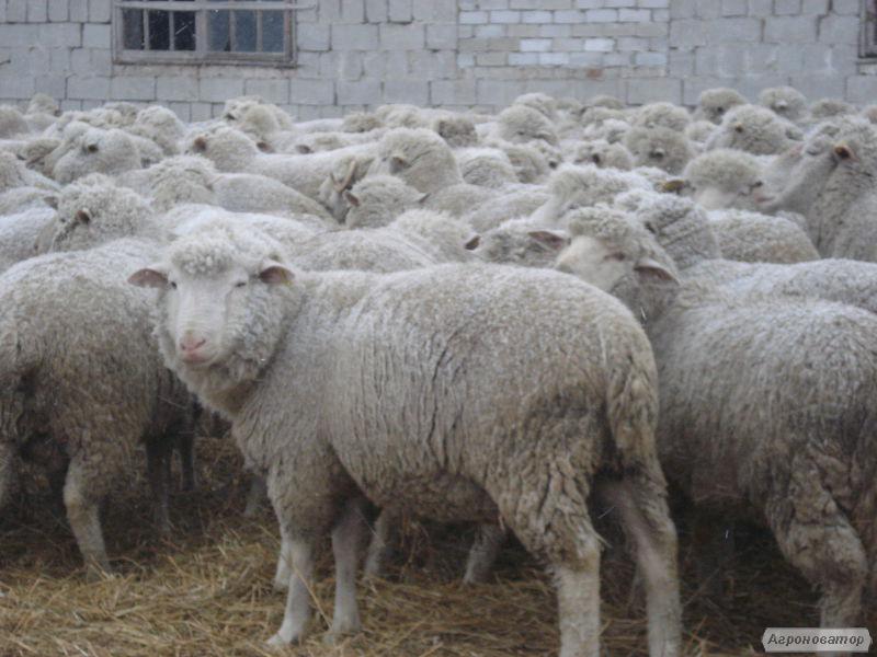 Продажа овцы, ямки, бараны породы Прекос, Суффолк
