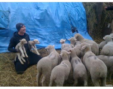 Продажа вівці, ярочки, барани породи Прекос, Суффолк
