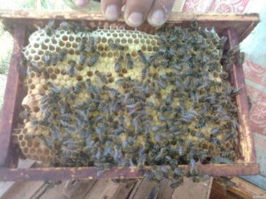 пчеломатки  с пчелопитомника на 2022 год