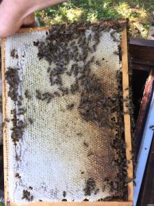 Продаємо бджоломатки, продам пчеломатки Карпатка.