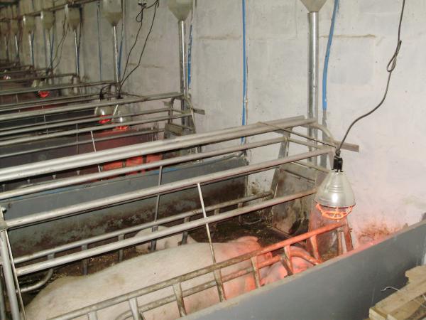 Обладнання для вирощування і утримання свиней