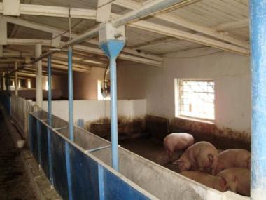 Оборудование для выращивания и содержания свиней
