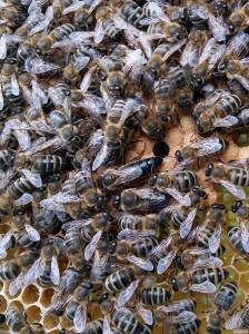 Бджоломатки  